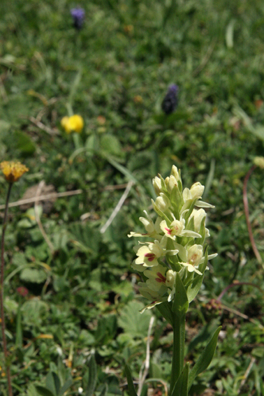 Dactylorhiza insularis bertonii